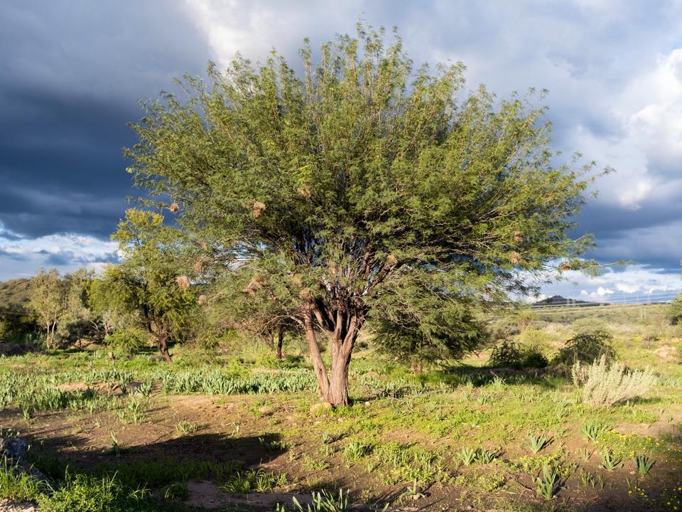 Saving the Savannah